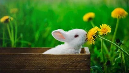 什么是数字资产管理技术？