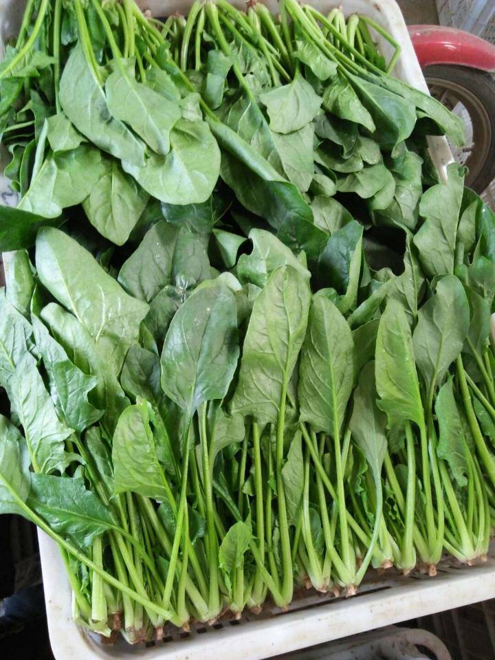 菠菜理财员工(菠菜公司怎么盈利)