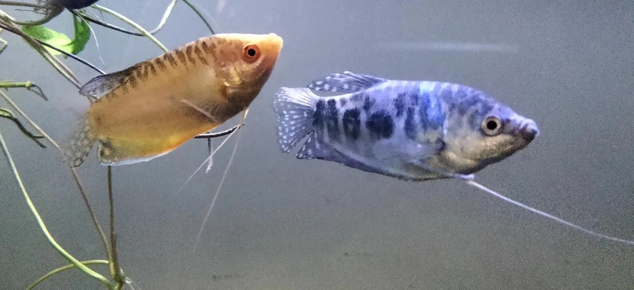 阿鱼理财(阿鱼的vlog)