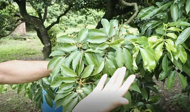 江门人理财(江门投资买房怎么样)